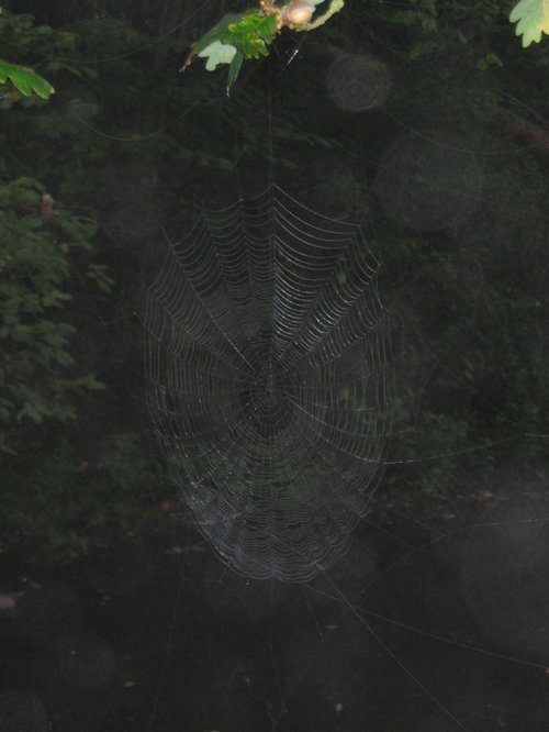 Spider's web