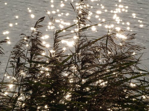 Reeds, near Calvert, Bucks