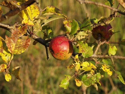 A picture of Calvert Jubilee Nature Reserve