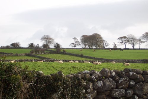 Sheep And Stone Walls.....