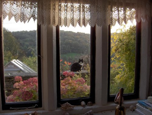 Hilter's cat drops by for a visit.