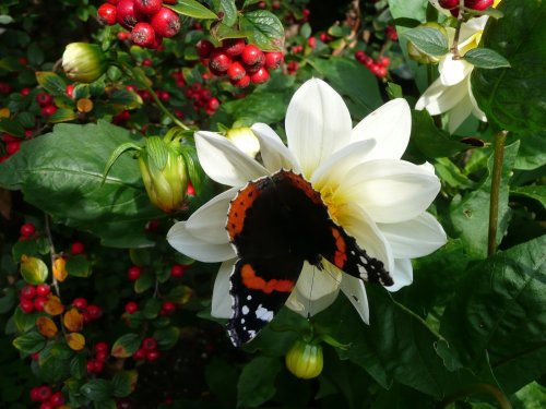 Red Admiral butterfly