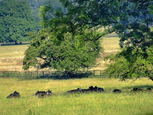 Sleepy cattle at South Dalton
