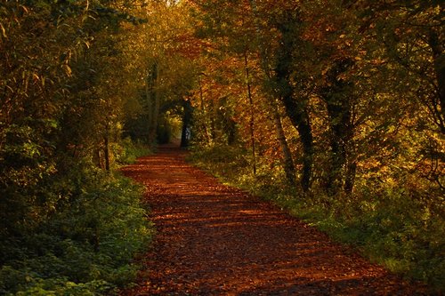 English woodland at autumn