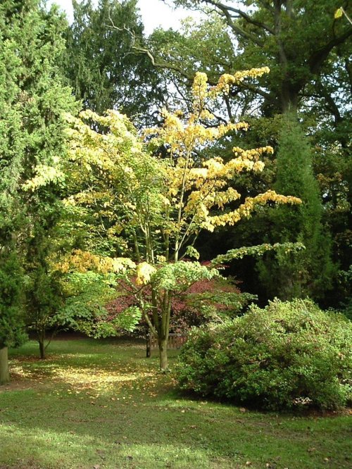 Westonbirt Arboretum