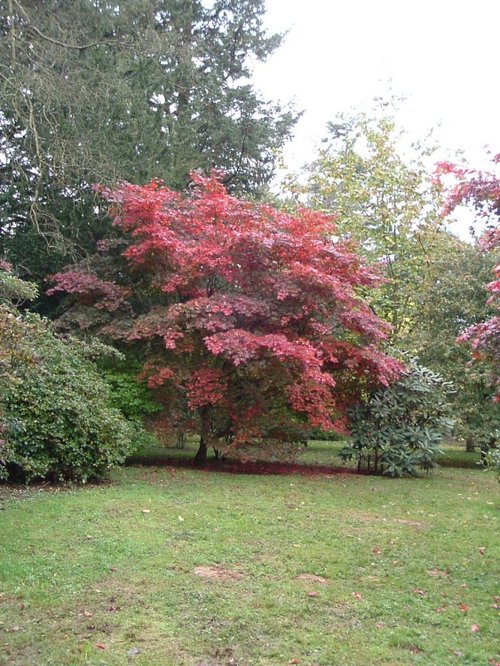 Westonbirt Arboretum