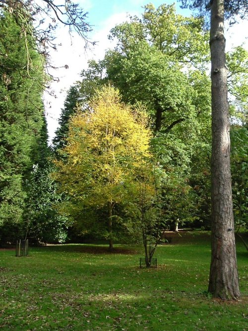 Westonbirt Arboretum