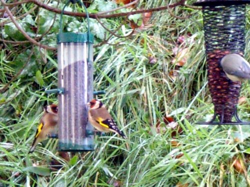 Goldfinches for Ray