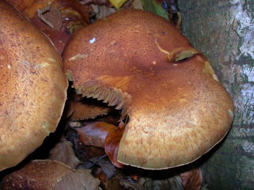 Someone had some lunch