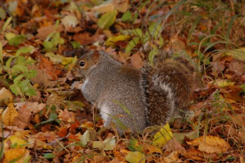 Squirrel rumaging for nuts under the autumn leaves