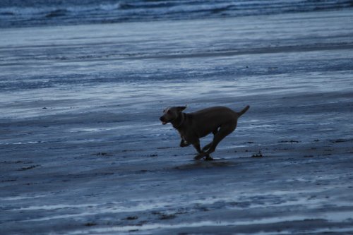 Racing across the beach