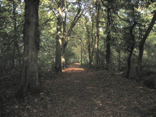 Burbage Woods