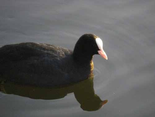 Vicar Water Country Park