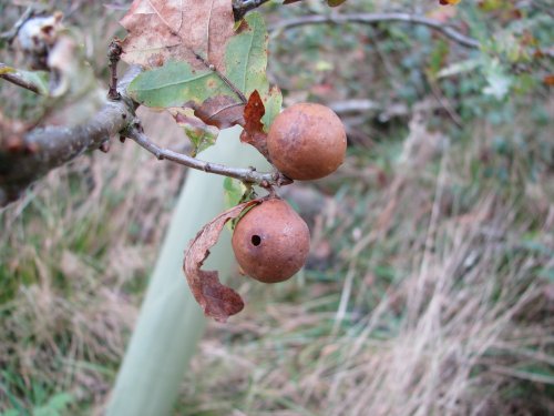 Oak Apple