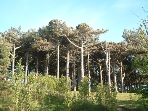 Formby Pine trees