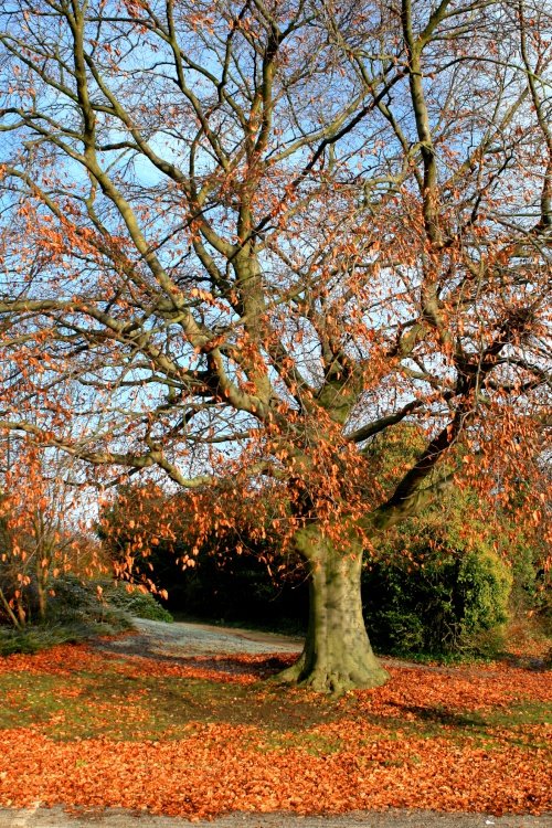 Autumn Beech Tree at Nidd.