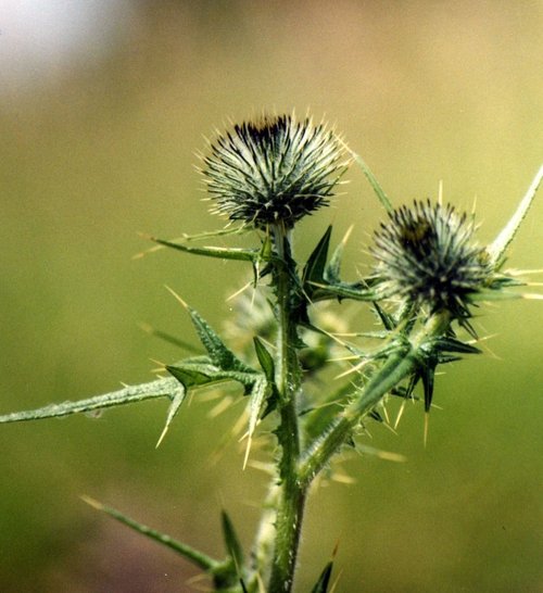 Thistle
