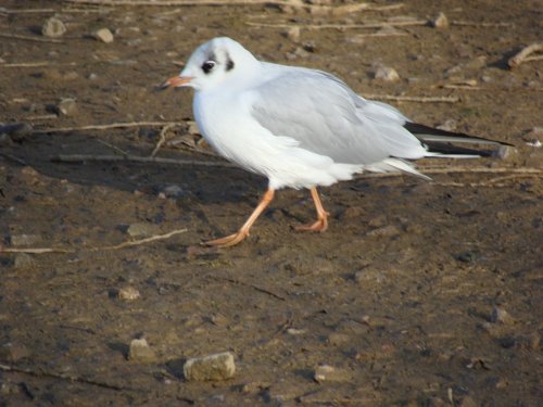 A Bird. lol (Someone tell me what it is.)