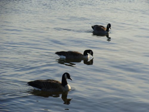 A Squadron in formation