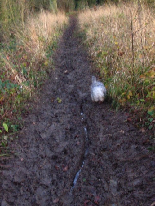 Trying to avoid the mud!