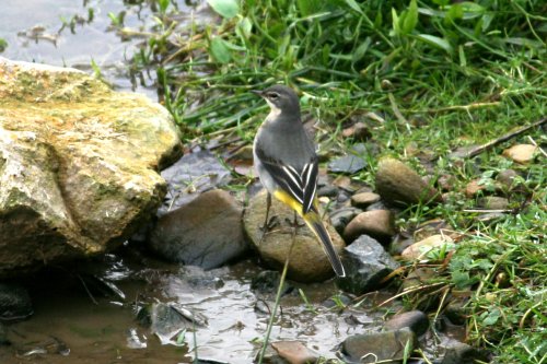 Grey Wagtail Female.