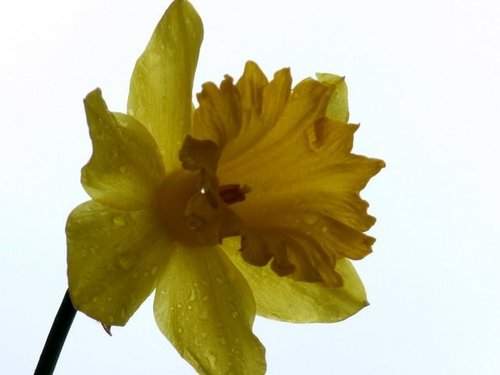 Daffodil