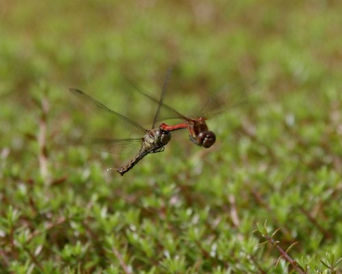 Common Darter Dragonflies mating in mid-air.