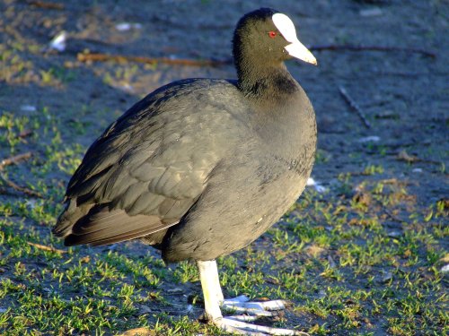 Coot....fulica atra