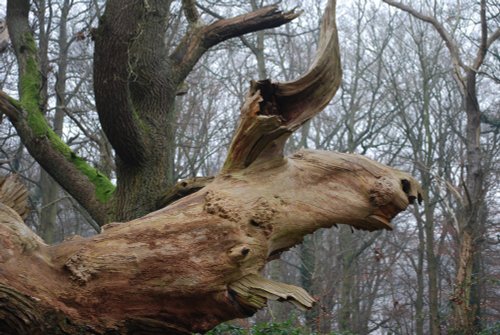 There's a moose loose...