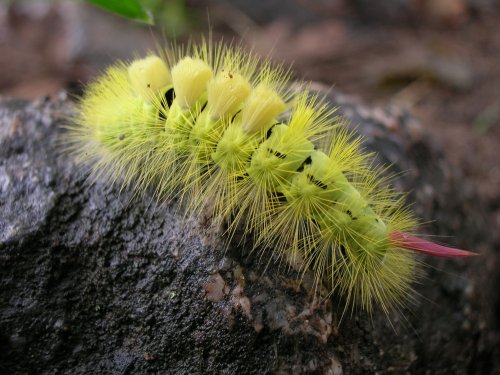 The larvae of the Pale Tussock moth