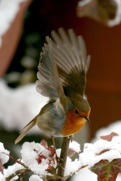 Robin in the Snow.