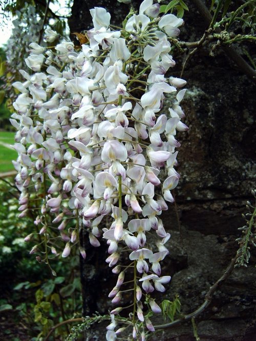 Cockington Court & Country Park