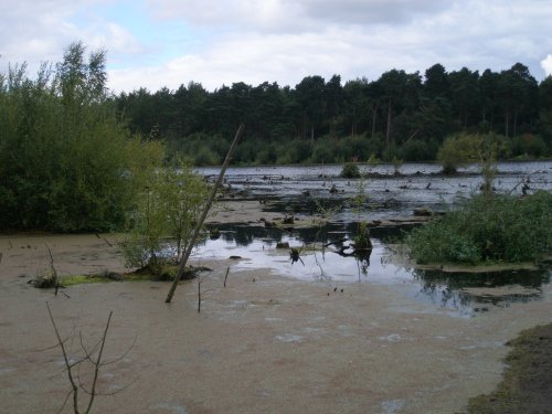 Delamere