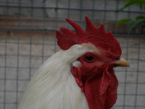 Walton Hall & Gardens