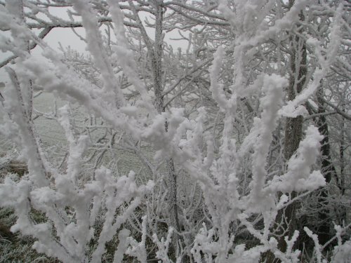 Amazing frost formation on the bushes