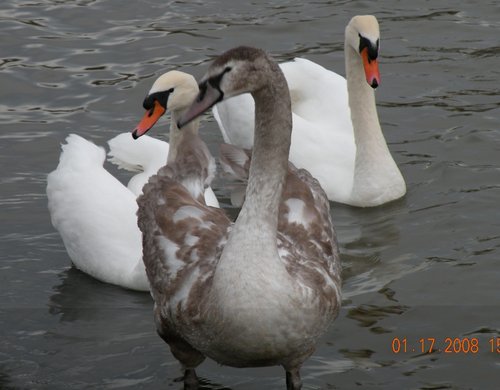 Immature Swan