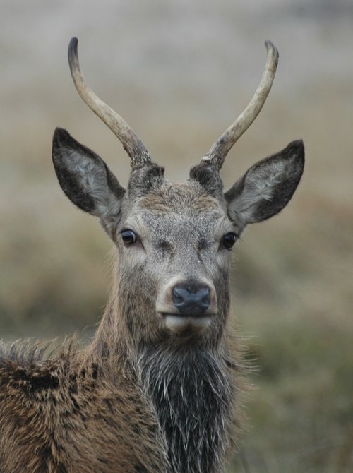 Young Stag