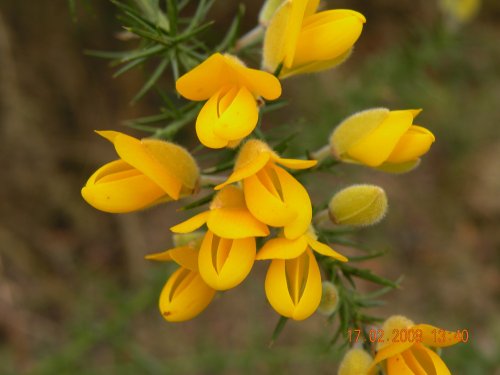 Gorse in Bloom.