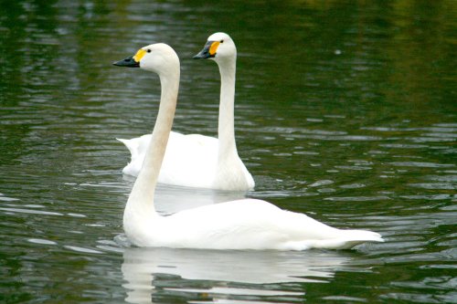 Bewick's Swans