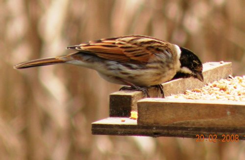 Reed Bunting