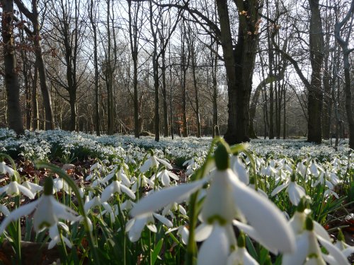 Thousands of Snowdrops