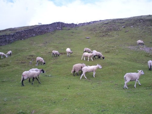 Sheep at the stang