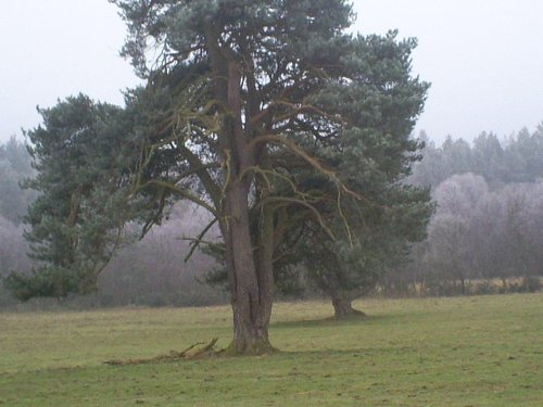 Field near Hamsterly Forest