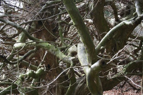 Belsay Hall & Gardens