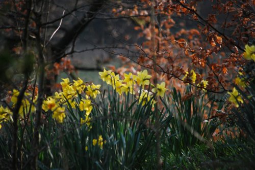 Daffodils