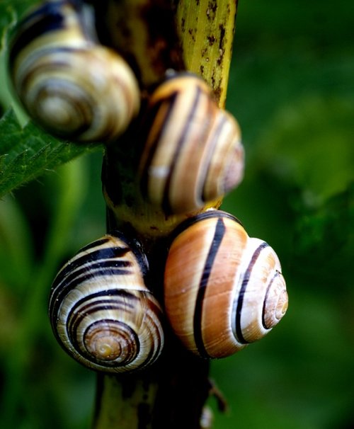 Just a few snails