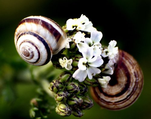 Even snails like flowers