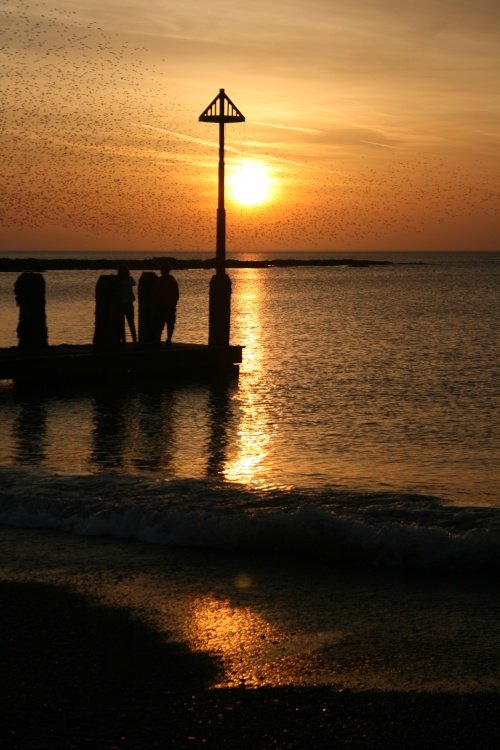 Swirling Clouds Of Starlings