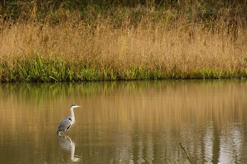 Dinton Pastures Country Park