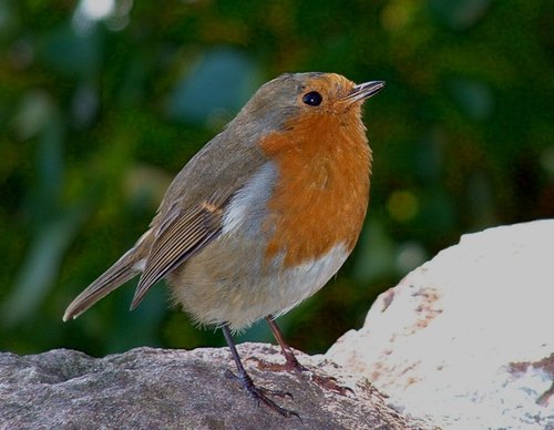 Robin ay Inverewe Gardens